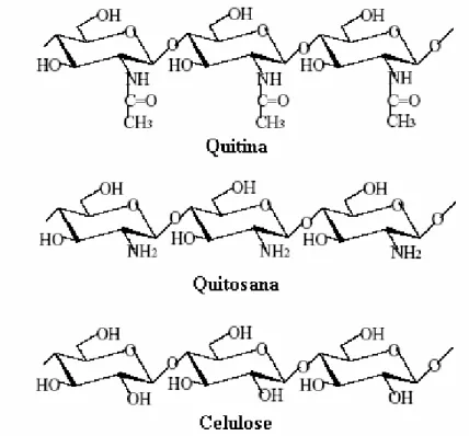 Figura 2.14. Estrutura dos biopolímeros quitina, quitosana e celulose. 