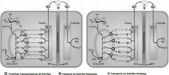 Figura 3: Representação da Via de transferência mediada de eletrões (adaptado de  Guo et al.,  2012).