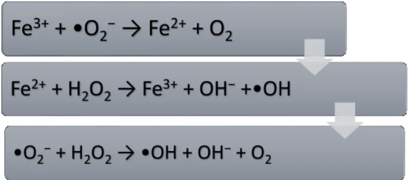Figura 1.1 - Reação de Fenton e Waber – Weiss. 