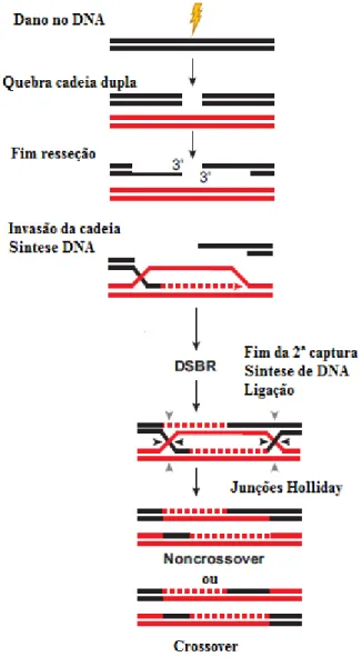 Figura  1.7  -  Via  de  reparação  de  quebras  de  cadeia  dupla  de  DNA  por  recombinação  homologa