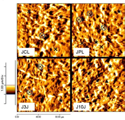 Figura 3: Imagens obtidas através da microscopia de força atômica para o grupo jovem. Observa-se  diferenças qualitativas dos subgrupos JCL (jovem controle lesado), JPL (jovem placebo), J3J (jovem  3J/cm 2 ), J10J (jovem 10J/cm 2 ), o ³ representa área de 