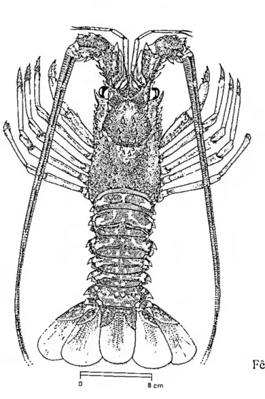 Figura 1 - Morfologia externa de Palinurus elephas (extraído de FISCHER et ai. 