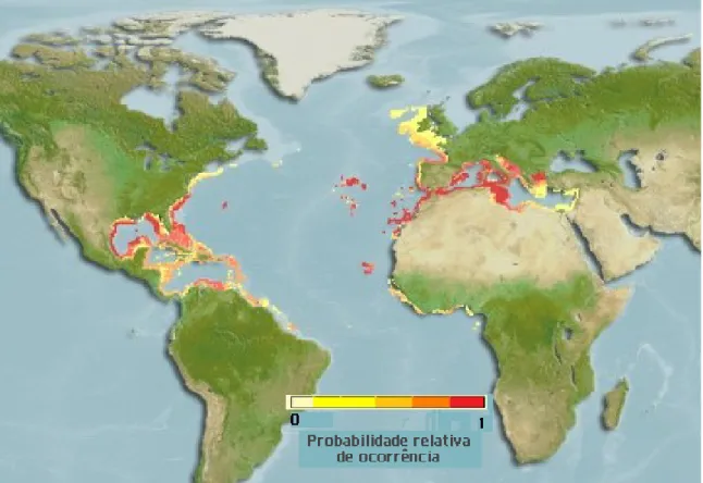 Figura 2. Distribuição geográfica da espécie Parapenaeus longirostris expressa como probabilidade relativa de ocorrência (Fonte: http://www.sealifebase.org).