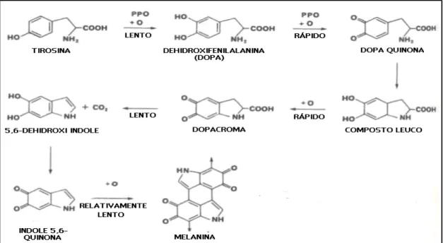 Figura  5.  Oxidação da tirosina por acção da polifenoloxidase (PPO), que catalisa a oxidação da tirosina em DOPA e em DOPA quinona o que origina a formação de melanina (adaptado de Whitaker, 1995).
