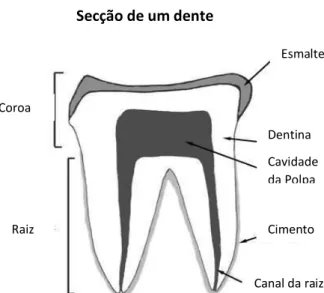 Figura 3- Secção de um dente, mostrando as principais partes dos dentes e seus  constituintes