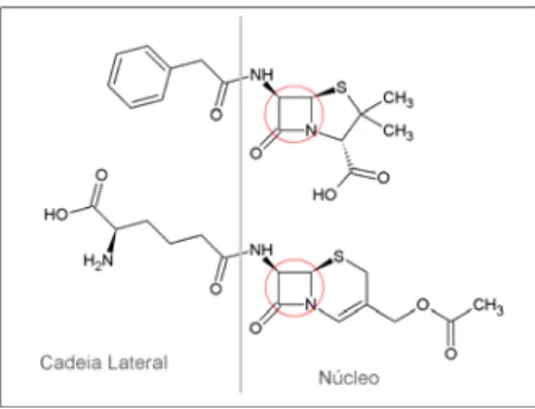 Figura 1   Estrutura  molecular  dos  antibióticos  -lactâmicos exemplificada por dois antibióticos naturais (de  cima para baixo) penicilina G (ou benzilpenicilina) e cefalosporina C