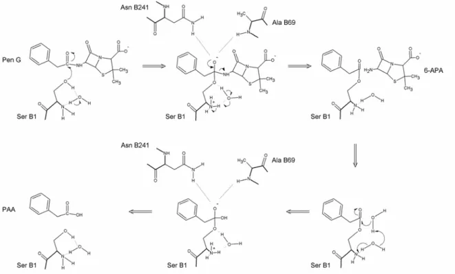 Figura 5   Ação catalítica da penicilina acilase (hidrólise de penicilina G) segundo Duggleby et al., 1995: o  mecanismo mostra o papel da molécula ponte (água) que atuaria como uma base virtual, e do grupo  α  -amino que aumentaria a nucleofilicidade da S