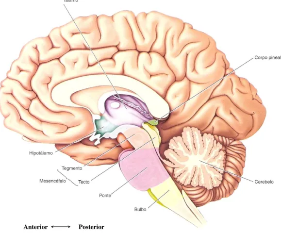 Figura 1. 2 – Esquema sagital de um cérebro humano [1]. 