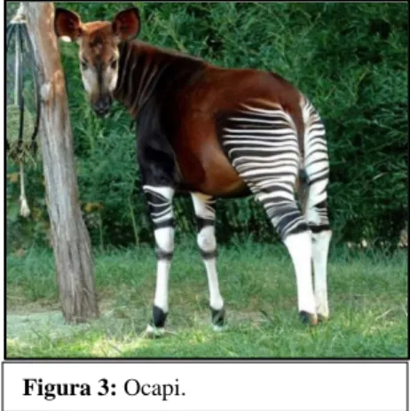 Figura 3: Ocapi. 