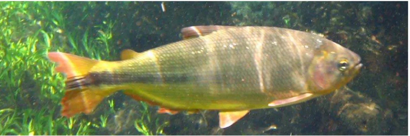 Figura 1: Exemplar da espécie Brycon hilarii em observação sub-aquática  no Rio Formoso (Bonito – MS) 