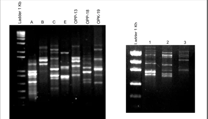 Figura 6: Produto da RAPD-PCR com a utilização dos primers A, B, C, E,  OPP-13, OPP18, OPK-19, 1, 2 e 3