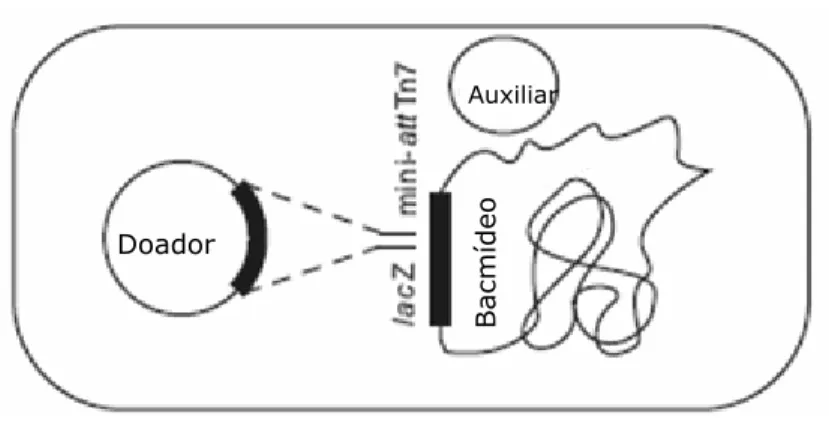 Figura 8. Esquema ilustrativo da célula competente DH10Bac, indicando a transposição do  cassete de expressão do plasmídeo doador para a região receptora do genoma bacmidial