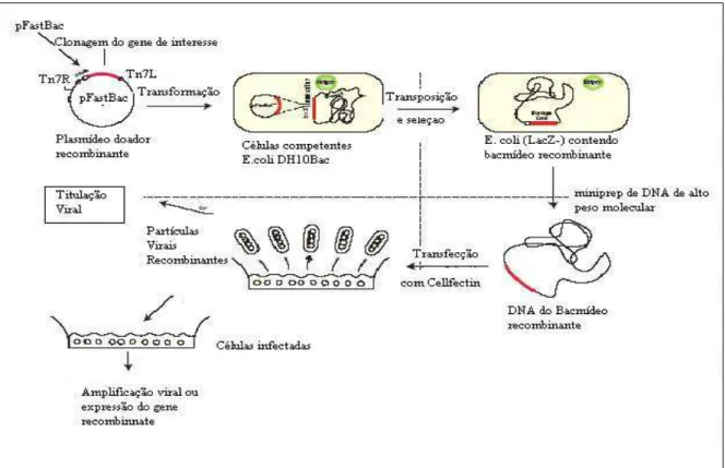 Figura 4.1: Representação esquemática da construção do baculovírus recombinante proposta  pelo Bac-to-Bac Baculovírus Expression System (Invitrogen)
