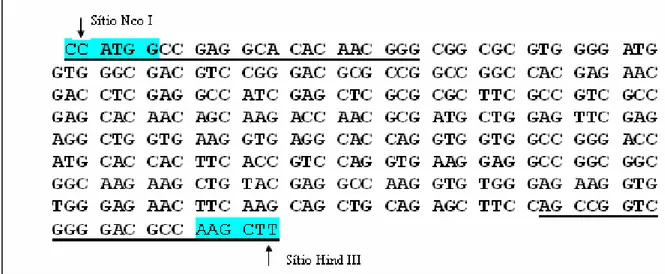 Figura 4.2: Seqüência da fase aberta de leitura da Canacistatina, com regiões de hibridização  dos primers  e sítios de restrição das enzimas Nco I e Hind III