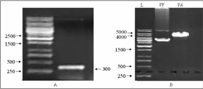 Figura 5.1: Amplificação por PCR da Canacistatina mantida em pET28-a (A) e de reação de  clivagem do plasmídeo pFastBac HTB com Nco I e Hind III (B)