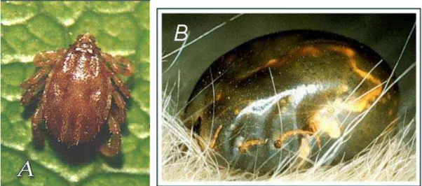 Figura 3 – Imagem de um carrapato macho de Riphicephalus microplus (A) e de uma fêmea ingurgitada  ainda na pelagem do hospedeiro (B) (extraído de: Sequeira e Amarante, 2002, CD-ROM) 