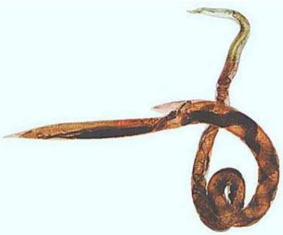 Figura 6 – exemplar de fêmea de Haemonchus sp. (extraído de: Sequeira e Amarante, 2002, CD-ROM) 