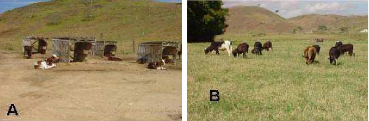 Figura 9 – A: animais nas casinhas; B: animais nos piquetes de capim-estrela (imagens cedidas pelo Prof