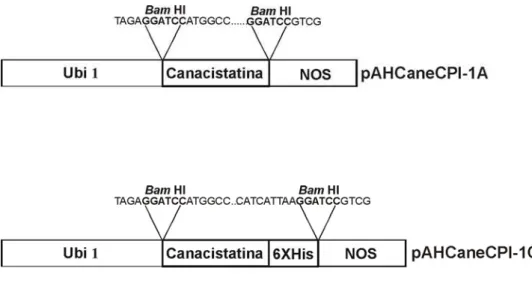 Figura 7: Esquema representativo dos vetores de expressão pAHCaneCPI-1A e pAHCaneCPI-1C