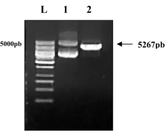Figura 10. Clivagem do plasmídeo pAHC17 com a enzima de restrição BamHI. L: Ladder 1Kb; 1: 