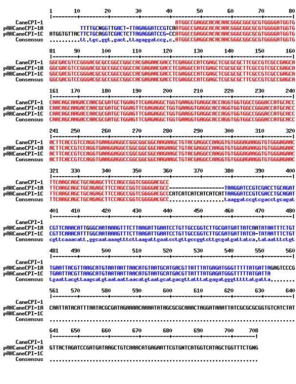 Figura 12. Alinhamento das seqüências de nucleotídeos da ORF CaneCPI-1 e das construções  pAHCaneCPI-1A e pAHCaneCPI-1C, confirmando integridade do gene da canacistatina no vetor  pAHC17