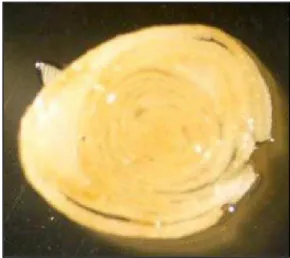 Figura 13. Palmito de cana-de-açúcar recém inoculado em meio de cultura contendo antibiótico