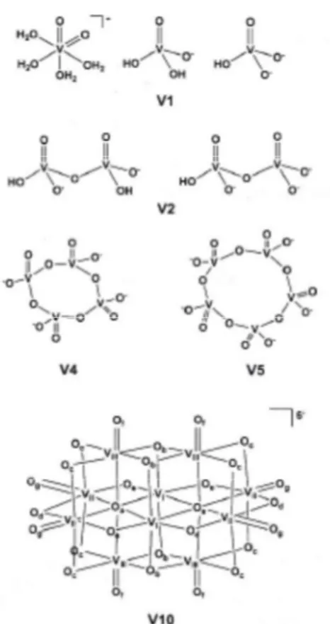 Figura  1  -  Estruturas  esquemáticas  das  espécies  monoméricas  (V1),  diméricas  (V2),  tetraméricas  (V4),  pentaméricas  (V5)  e  decaméricas (V10) [7]