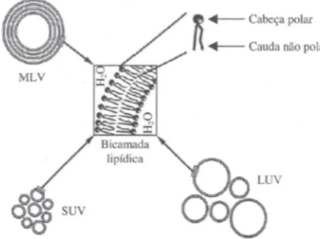Figura  3  –  Representação  esquemática  da  estrutura de diferentes tipos de vesículas [9]