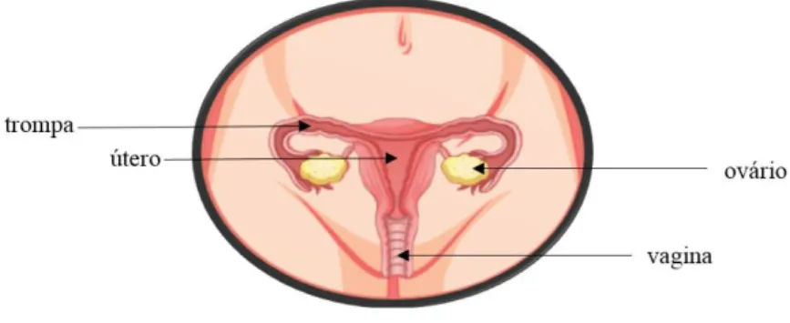 Figura 7 - Sistema reprodutor feminino (imagem retirada de Gonçalves, Ladeiro &amp; Pires, 2012) 