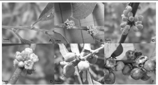 Figura 1. A) Botão floral em estádio inicial de desenvolvimento; B e C) Botões florais; D)  antese; E) frutos verdes; F) frutos maduros e após a deiscência