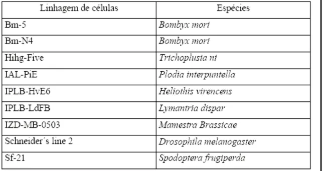 Tabela 3.1: Lista das nove linhagens de células de inseto investigadas com potencial para  sistema de expressão de proteínas recombinantes