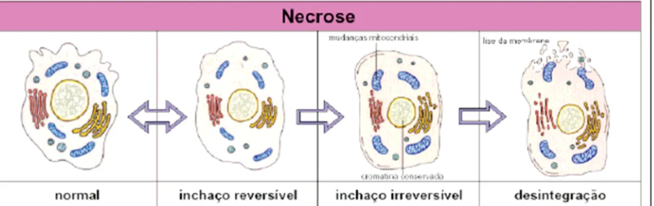 Figura 3.1: Esquema geral do processo de necrose em células animais  (BioAgency 2004) 
