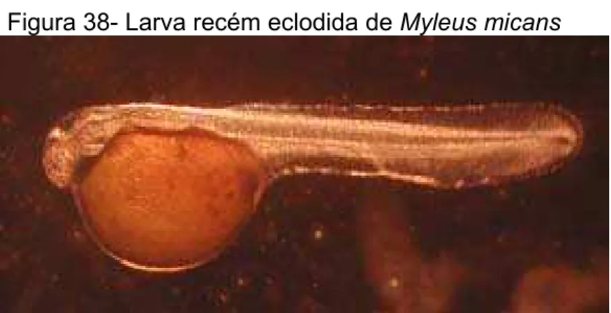 Figura 38- Larva recém eclodida de Myleus micans 