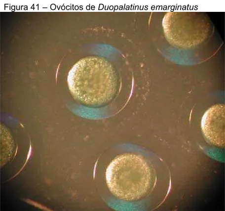 Figura 41 – Ovócitos de Duopalatinus emarginatus 