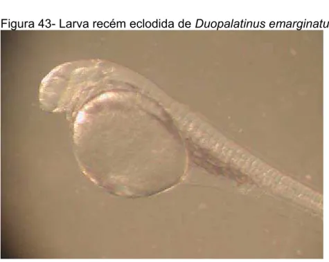 Figura 43- Larva recém eclodida de Duopalatinus emarginatus 