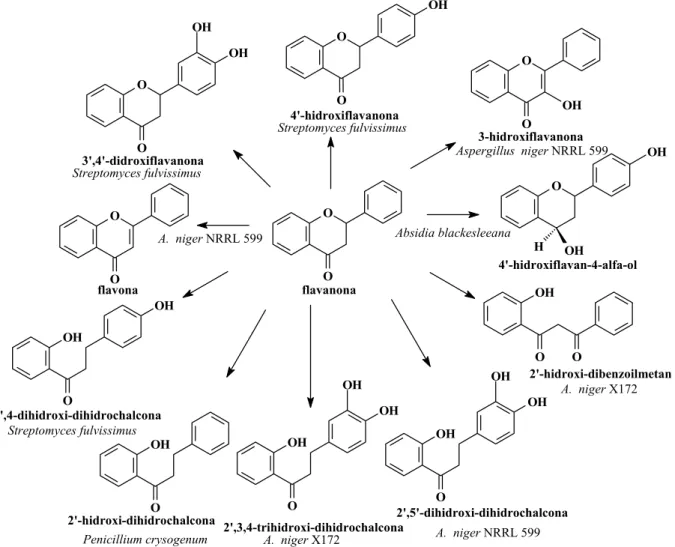 FIGURA 1.5: Produtos de biotransformação microbiana da flavanona  (IBRAHIM &amp; ABUL-HAJJ, 1990)
