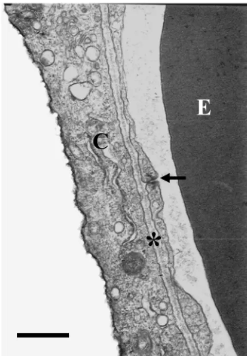 Figura 7. Fotomicrografia eletrônica de transmissão da barreira ar-sangue  do estômago de L