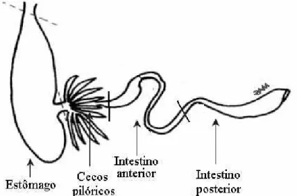 Figura 2. Trato digestório de matrinxã (B. amazonicus) e suas subdivisões. 