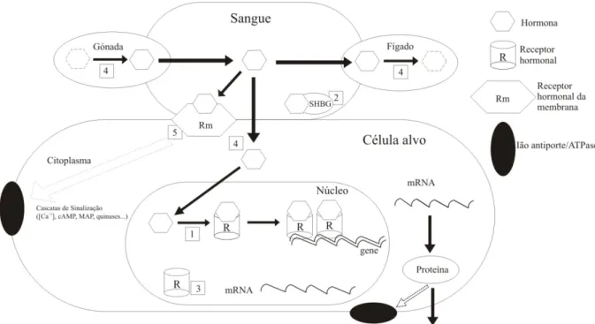 Figura 1 – Diagrama ilustrando vários modos de acção das hormonas nos organismos vertebrados, que  podem ser sensíveis a disrupção endócrina: 1) ligação ao receptor hormonal; 2) ligação à globulina  SHBG (Sexual Hormone Binding Globulin) ou alteração dos s