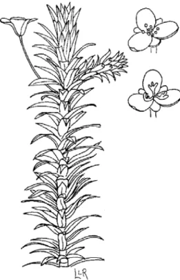 Figura 4. Esquema de um ramo de Egeria  sp. em fase reprodutiva, em detalhe a flor  masculina e feminina