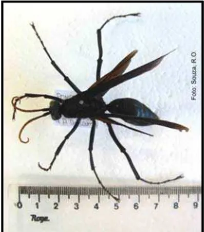 Figura 1. Fêmea adulta do gênero Pepsis (Pompilidae). 