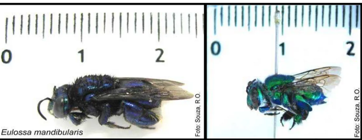 Figura 4. À esquerda, Euglossa mandibularis (macho), e à direita Euglossa cordata  (fêmea)