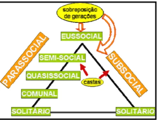 Figura 9. Esquema representando as possíveis rotas evolutivas para a eussocialidade  nos himenópteros
