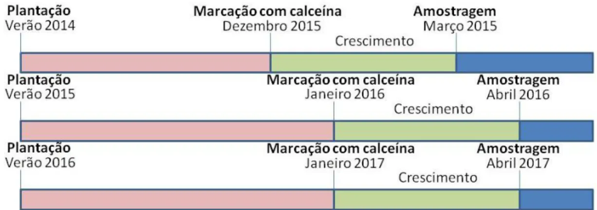 Figura  11  -  Diagrama  temporal  da  experiência:  plantação  dos  “barticles”  no  verão  2014,  2015  e  2016;  A  recolha,  marcação  com  calceína  e  colocação  no  ambiente  de  cultivo  ocorreu  em  dezembro  ou  janeiro,  conforme  o  ano  de  pl