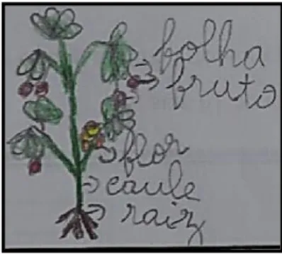 Figura 4.9 - Desenho de uma planta  (João - pré-teste)