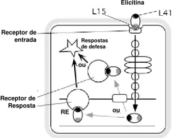 Figura  I.4:  Modelo  de  entrada  das  elicitinas  em  células  de  tabaco  por  endocitose  mediada  por  um  receptor  e  interacção  com  receptor  intracelular