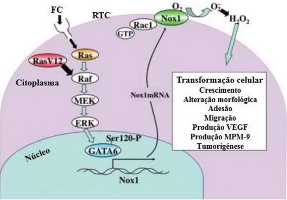Figura 1.4 - Modelo de funcionamento da enzima Nox1 quando ativada por Ras -A ligação do  fator do crescimento (FC) ao recetor tirosina cinase (RTC) induz a transcrição de NOX1 através  da via Ras–Raf–MEK–ERK–GATA- 6