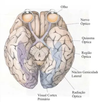 Figura 3.1: Sistema de Transmissão de Sinais dos Olhos ao Cérebro