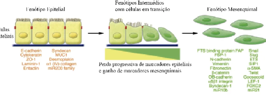 Figura  1.3  -  Transição  epitelial-mesenquimal  -  A  Transição  Epitelial  Mesenquimal  envolve  a  transição  funcional  de  células  epiteliais  polarizadas  em  células  mesenquimais  com  mobilidade  e  capacidade  de  secreção  dos  principais  com