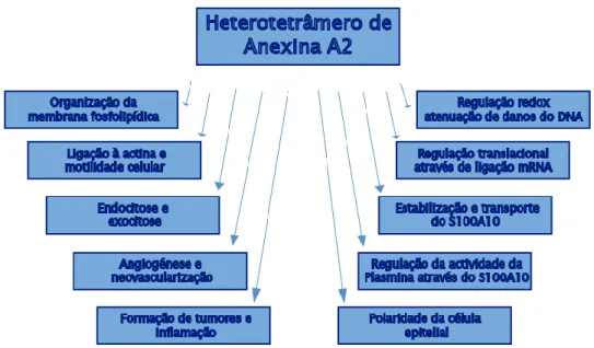 Figura  1.5  -  Funções  do  AIIt  –  O  diagrama  esquemático  sumariza  as  funções  do  AIIt  discutidas no texto (adaptado de Bharadwaj, 2013)